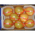 Hotsale Fresh Pomelo mit gutem Geschmack